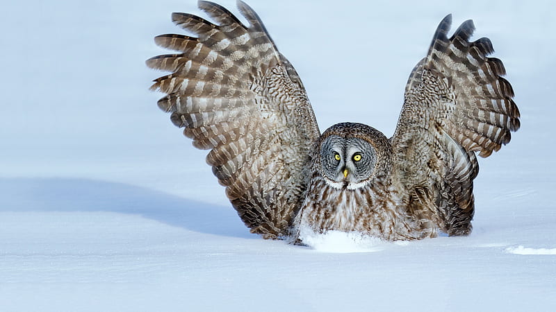Yellow Eyes Wings Open Owl On Snow Owl, HD wallpaper