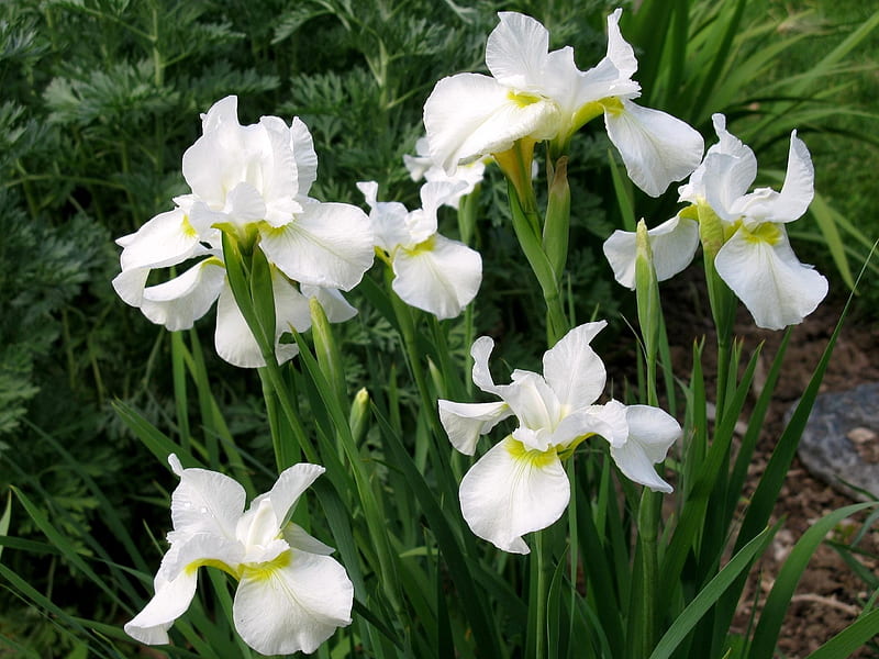White iris, petals, Flowers, HD wallpaper | Peakpx