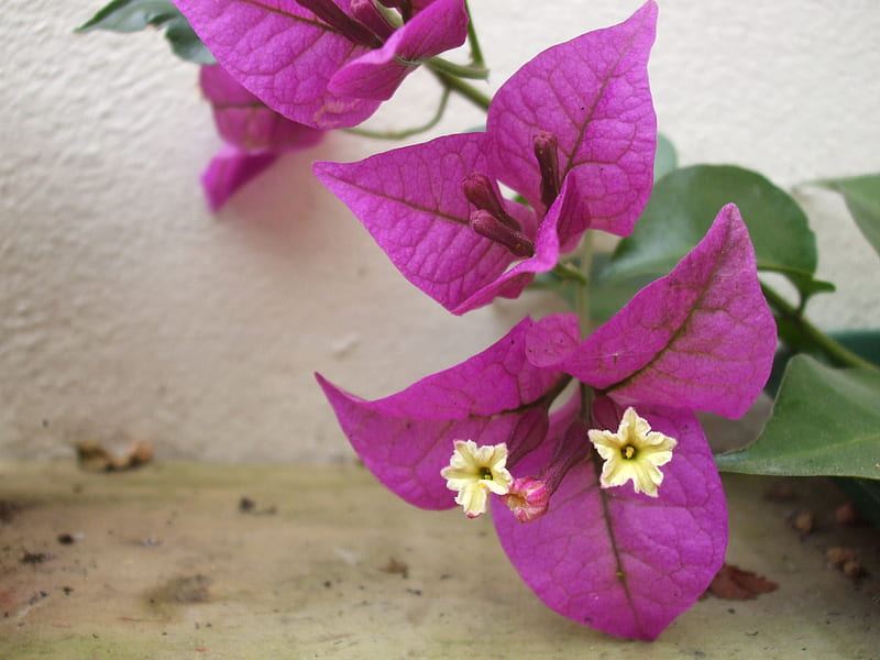 Beautiful purple bougainvillea flowers, purple, plant, garden, shrub, bougainvillea, HD wallpaper