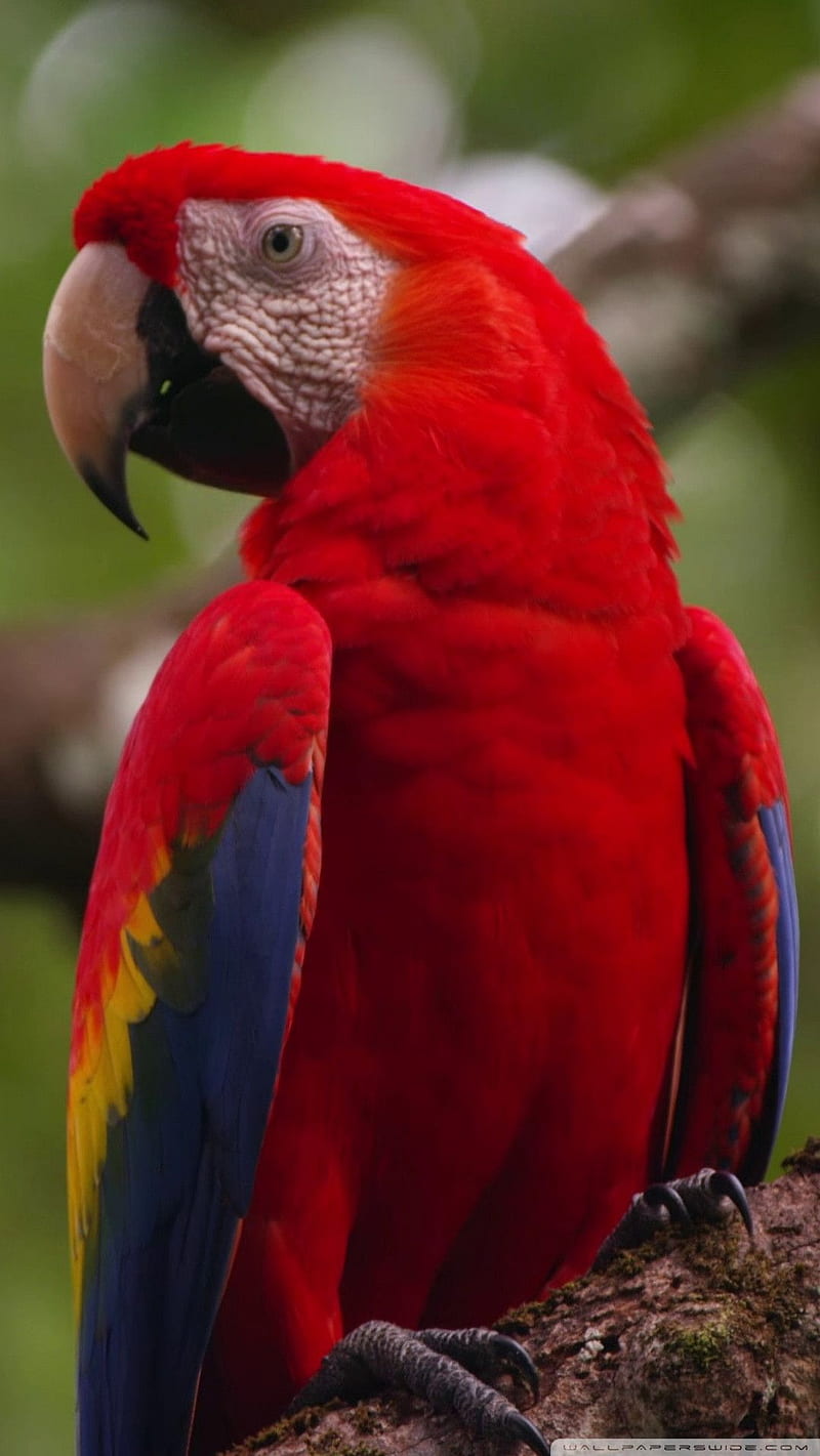Parrot - Beautiful , birds, colourful, HD phone wallpaper