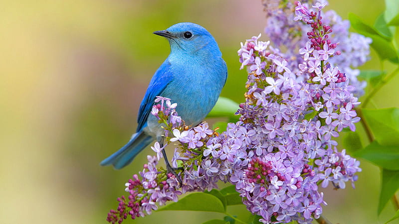 Blue Bird Is Perching On Flower Stalk In Blur Green Background Birds, HD wallpaper