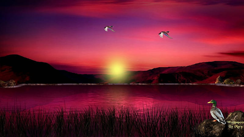 Scarlet Sunset 1920x1080, Water, Mountains, Mallard, Lakes, Ducks, Sunsets, HD wallpaper