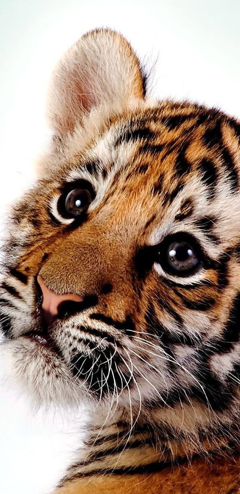 Bebe Tigre Animal Negro Ojos Naranja Dulce Tigre Blanco Fondo De Pantalla Movil Hd Peakpx