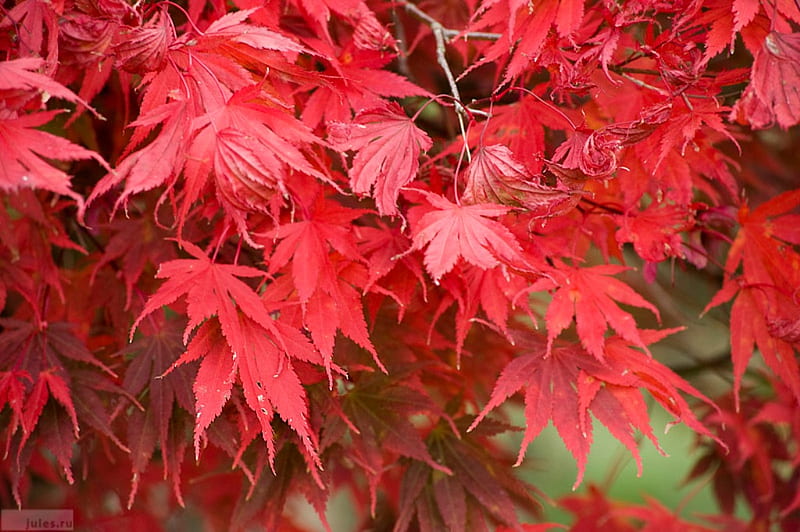 Many red flowers, red, flowers, nature, bonito, HD wallpaper | Peakpx