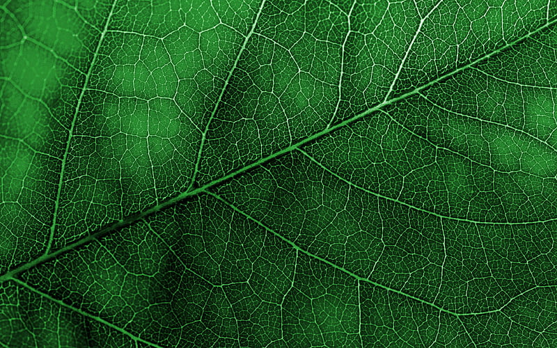 green leaf texture, macro green leaf background, ecology, environment concepts, green natural texture, green leaf, HD wallpaper
