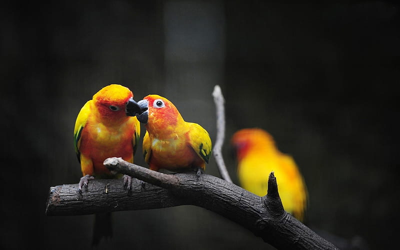 parrot birds-Natural animal, HD wallpaper