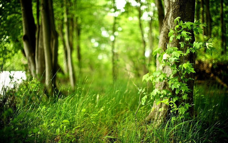 FOREST GREEN, grass, springtime, woods, lush, summer, seasons, trees, foliage, HD wallpaper