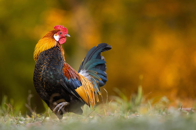 Colorful Rooster Is Standing In Blur Light Yellow Green Background HD Rooster  Wallpapers | HD Wallpapers | ID #92443