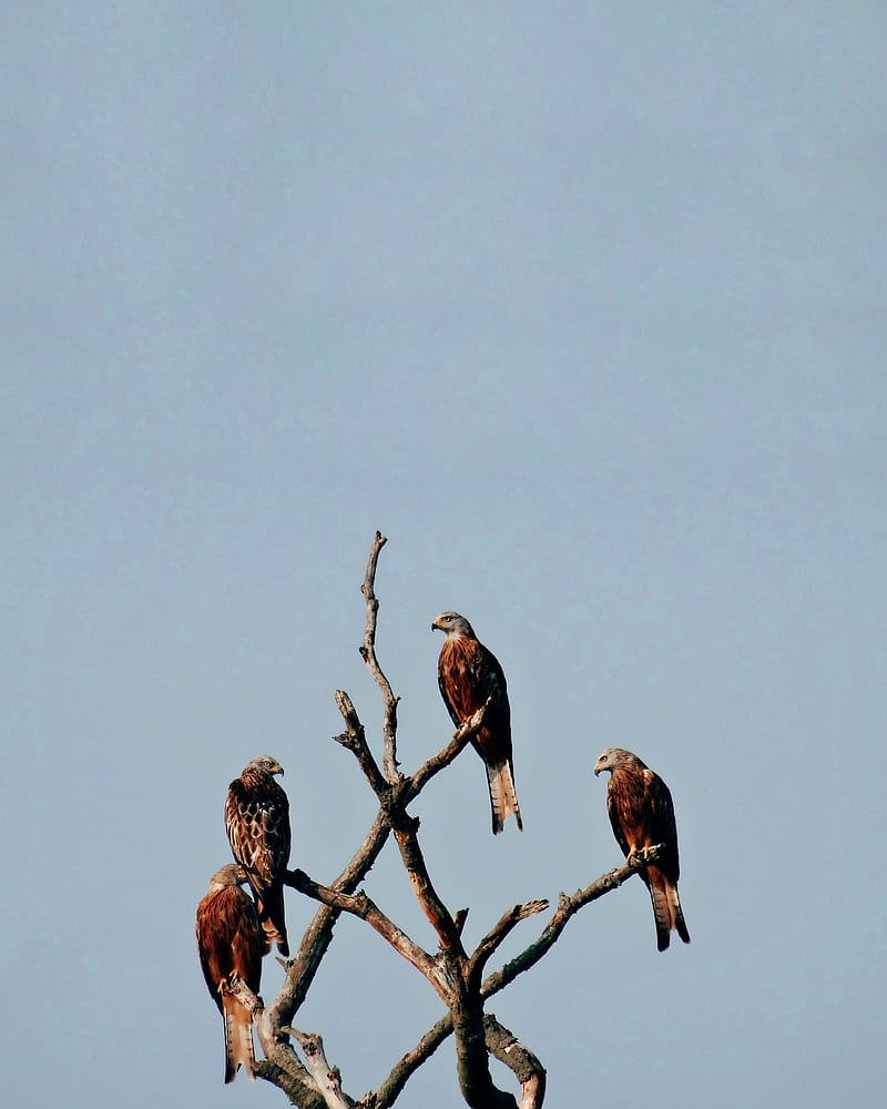 falcon, birds, predator, tree, HD phone wallpaper