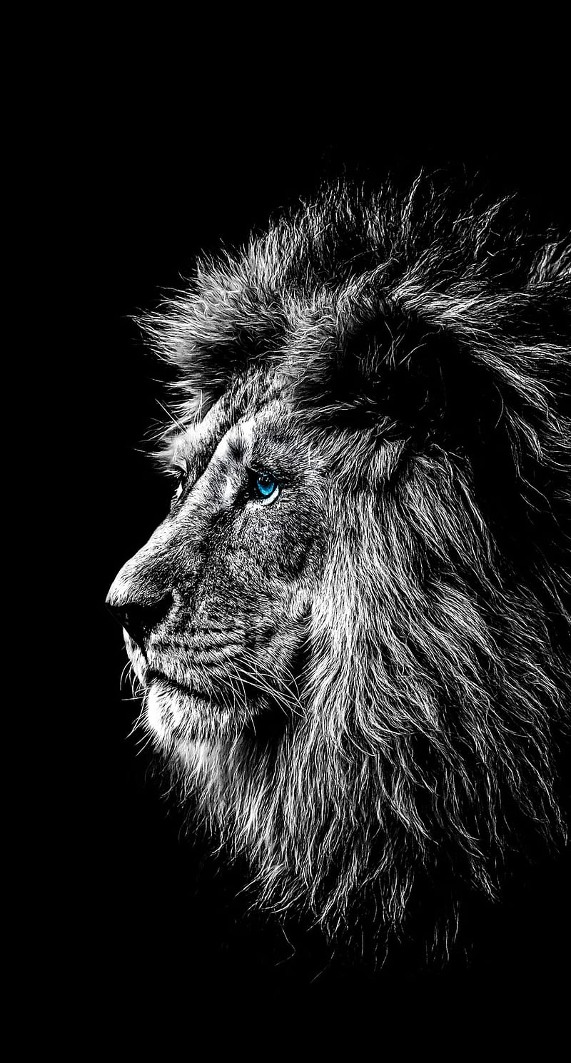 Lion, angry, HD phone wallpaper | Peakpx