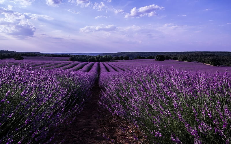 Field of lavender, Purple, Sky, Clouds, Flowers, Spain, HD wallpaper