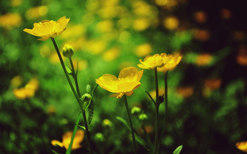 *** Wild yellow flowers ***, flower, flowers, nature, wild, HD wallpaper