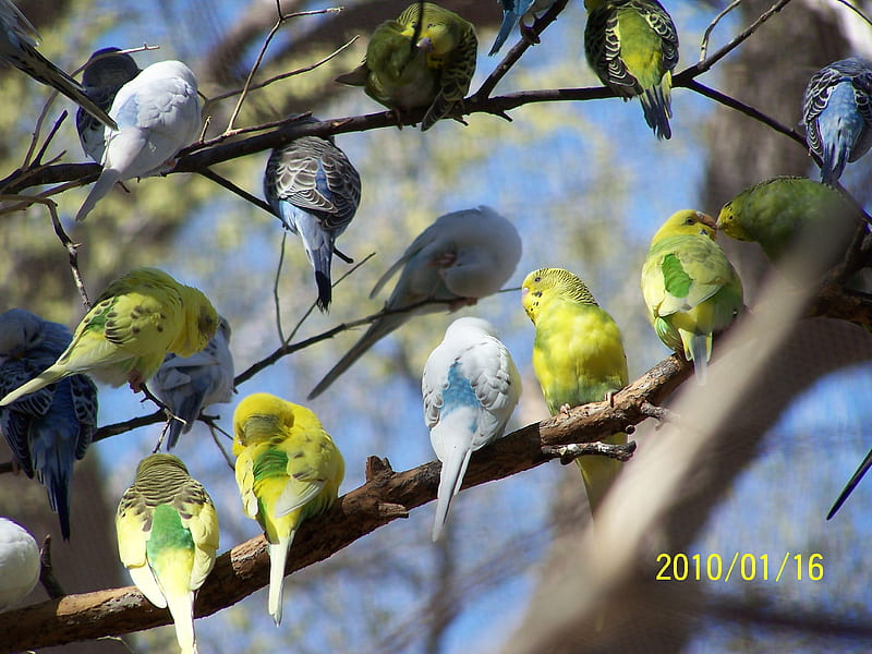 Birds of a feather, birds, color, parakeets, friends, HD wallpaper