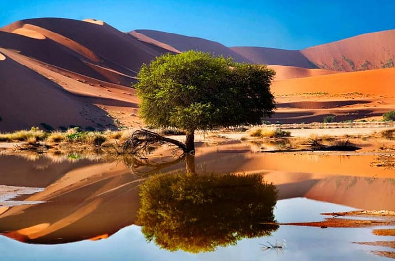 Oasis Tree, tree, water, desert, oasisi, HD wallpaper