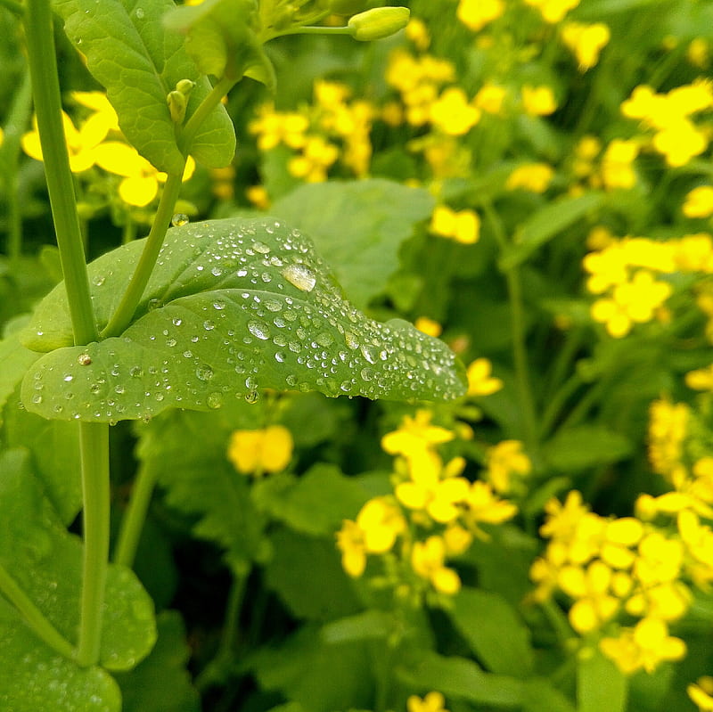 Dew drops, flower, meadow, natural, naturally, seasons, sunshine, winter, winter season, yellow, HD wallpaper