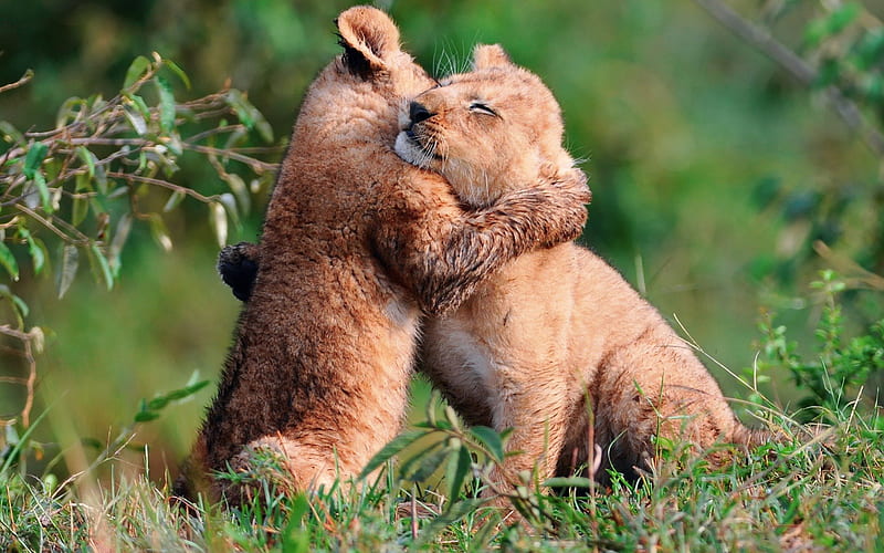 Warm lion embrace, playing, cat, lion, animal, hug, feline, cub, cubs, embrace, HD wallpaper