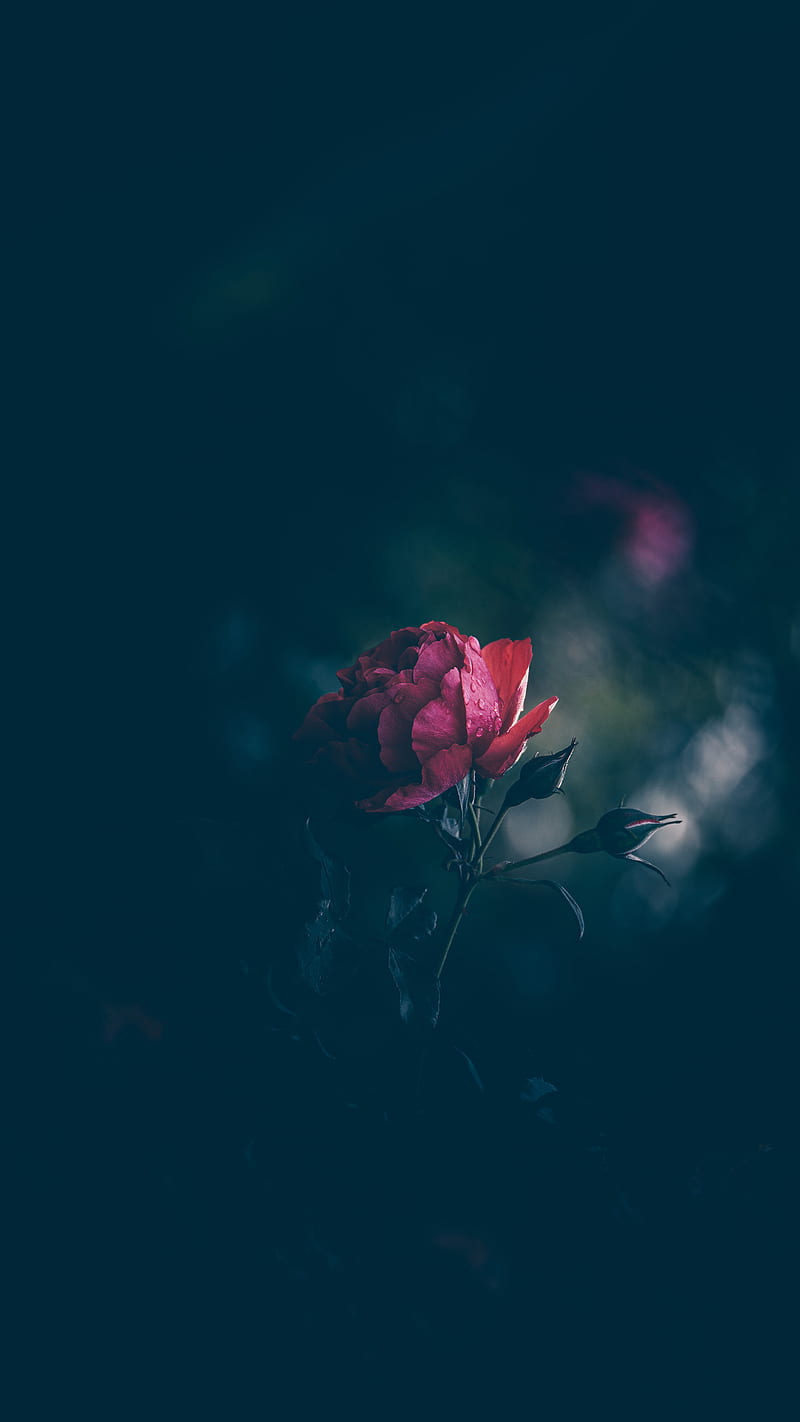 Red Rose Beauty Beauty And The Beast Black Dark Love Pure Rose Trust Hd Phone Wallpaper Peakpx
