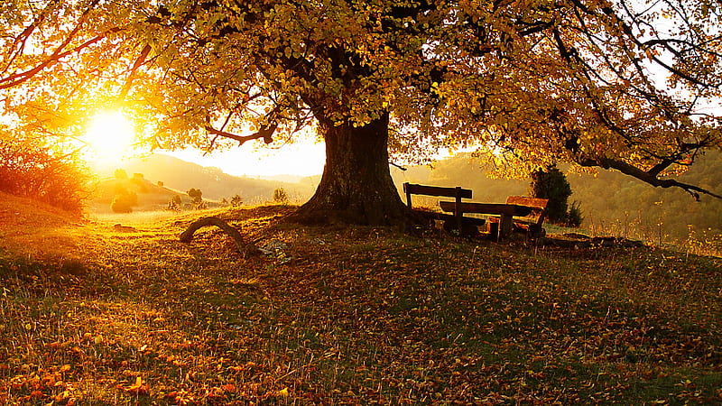 Oak At Dawn, tree, sun, view, bank, hill, valley, HD wallpaper