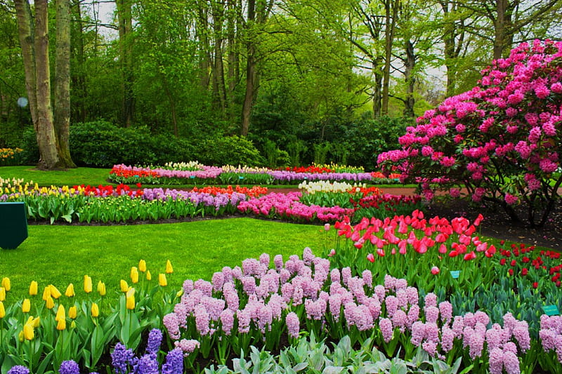 Park in spring, colorful, grass, scent, spring, park, trees, fragrance, freshness, garden, nature, tulips, rows, field, meadow, HD wallpaper