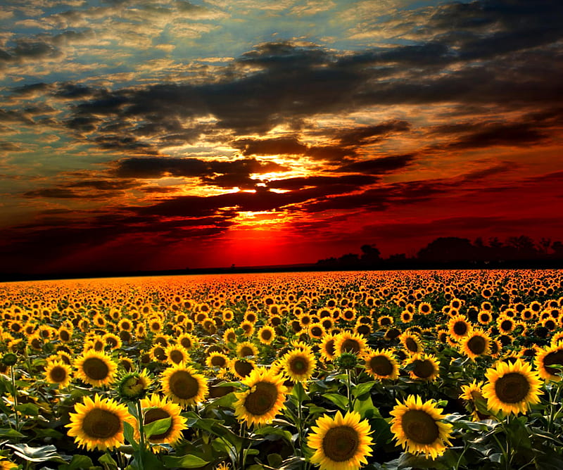 Sunflowers Field, cloud, evening, field, flower, nature, sky, sun, sunflowers, sunset, HD wallpaper