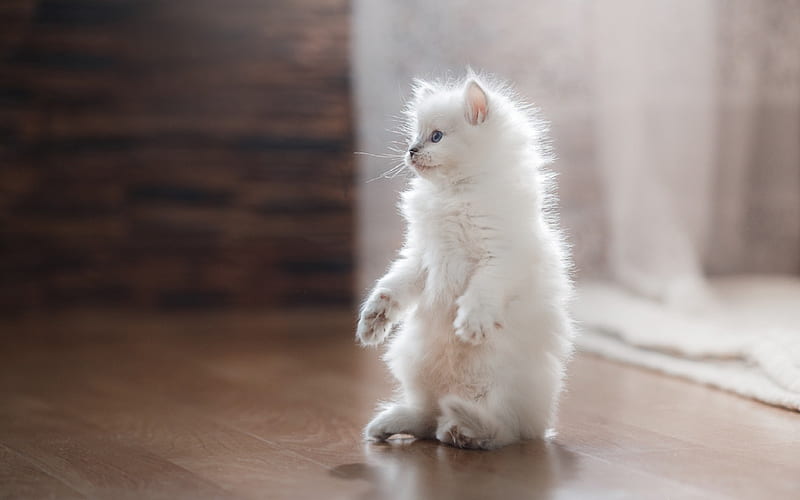 white fluffy kitten, Persian cat, funny animals, kitty stands on hind legs, kitten with blue eyes, cute little cat, HD wallpaper
