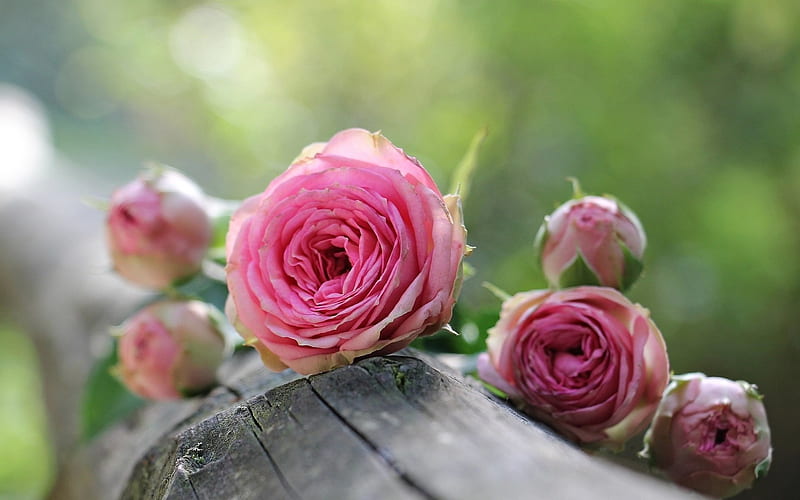 Pink rose, Macro, Pink, Roses, Flowers, HD wallpaper