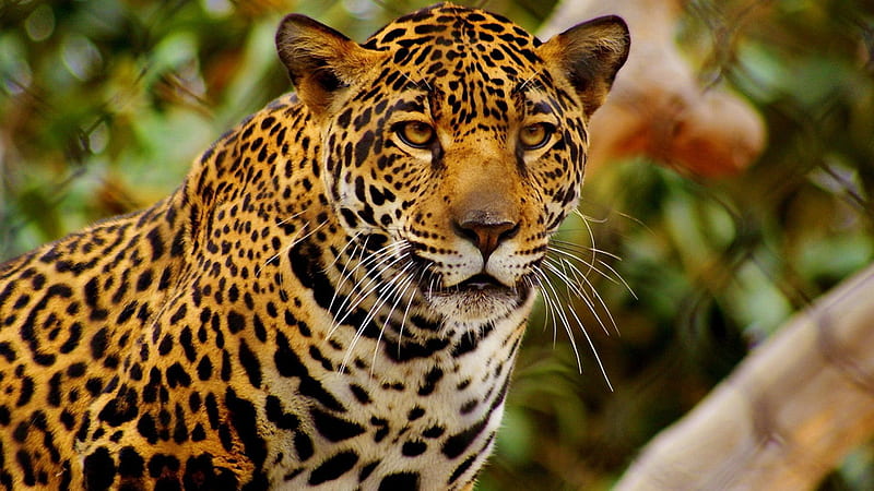Leopard, endangered, big, wild, nature, bonito, cat, HD wallpaper