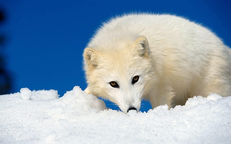 Arctic Fox, White, Fox, Snow, Arctic, Animals, HD wallpaper