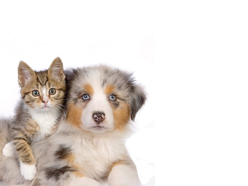 :), peey, kitten, cat, pisici, animal, puppy, dog, australian shepherd, cute, couple, HD wallpaper