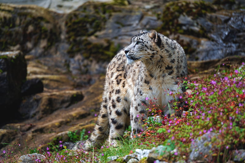 Cats, Snow Leopard, Big Cat, Wildlife, predator (Animal), HD wallpaper