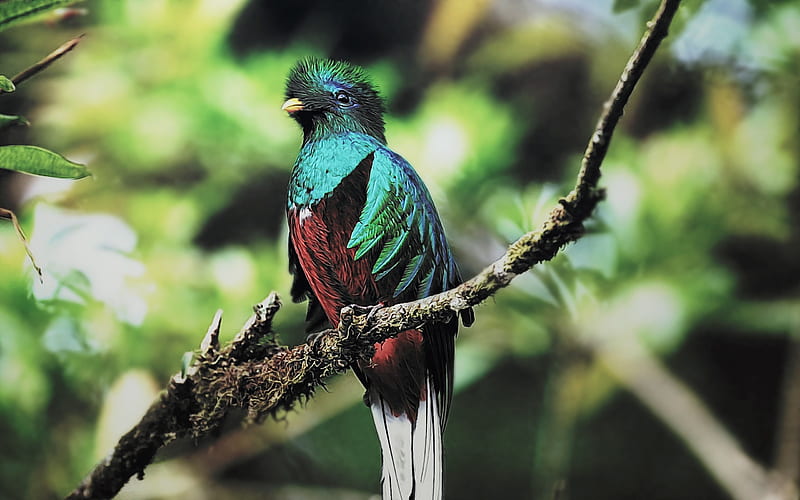 Quetzal, jungle, close-up, exotic birds, colorful parrots, Quetzalcoatlus, HD wallpaper
