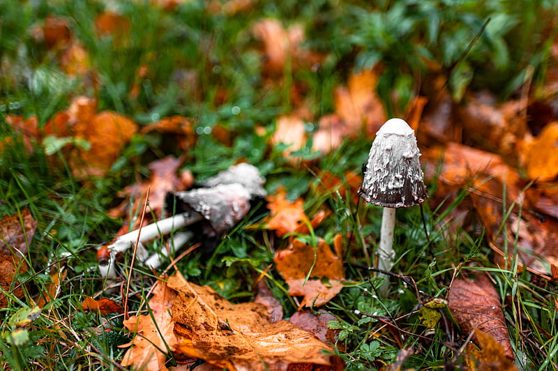 white mushroom on brown dried leaves, HD wallpaper