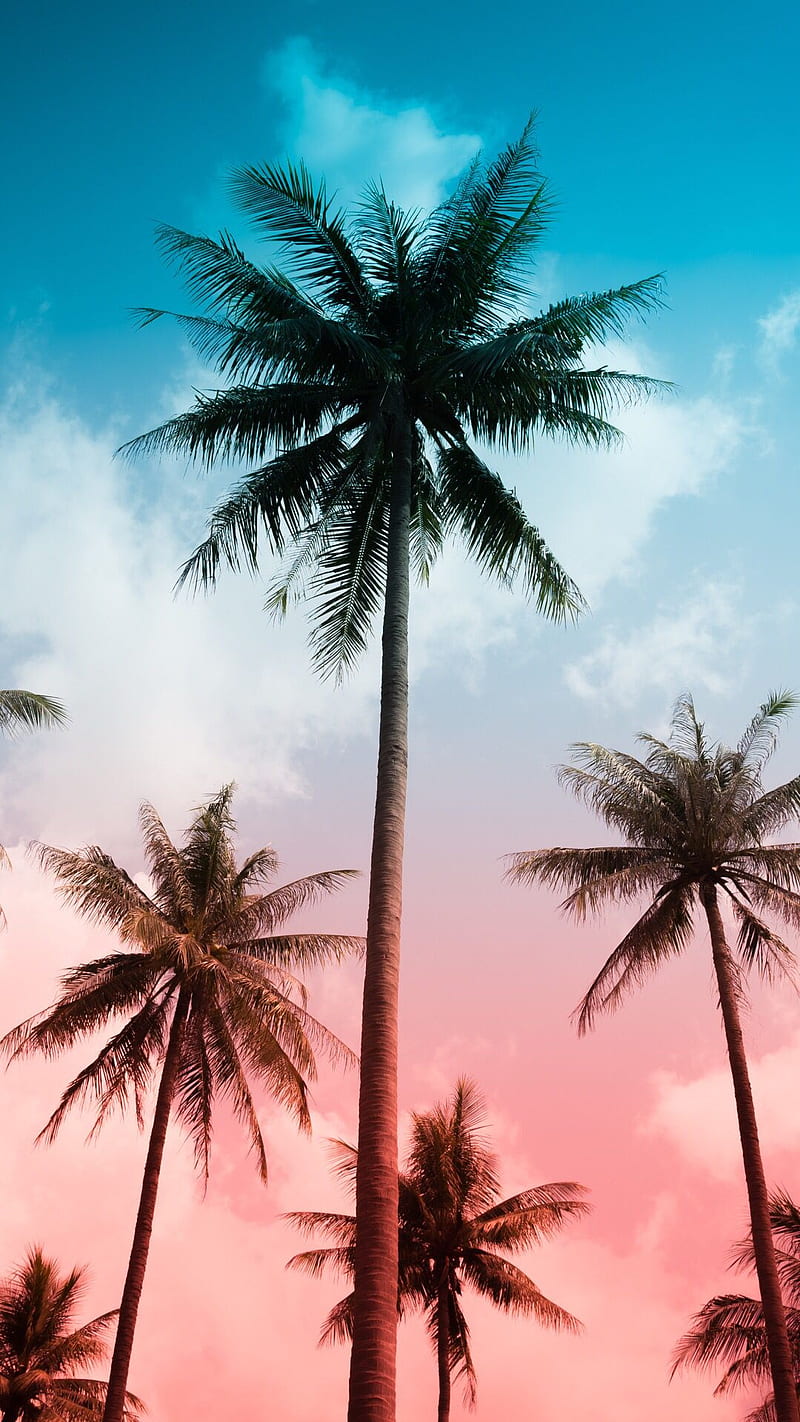 beach palm tree wallpaper