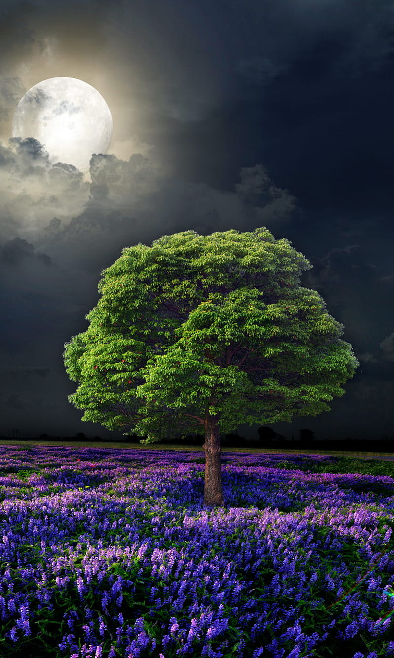 Moonlight, field, flowers, full, moon, night, tree, HD phone wallpaper