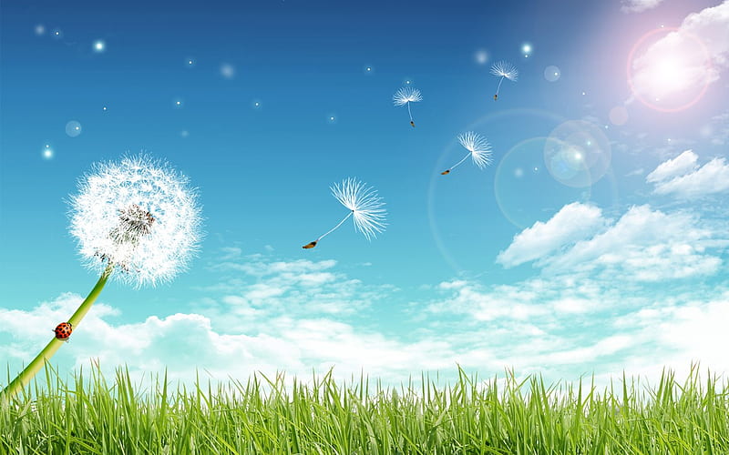 Fly away, dandelion, sky, blue, HD wallpaper | Peakpx