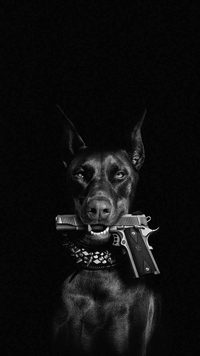 Dog with Gun, perro, black, dogs, pitbull, barking, iphone, HD phone  wallpaper | Peakpx