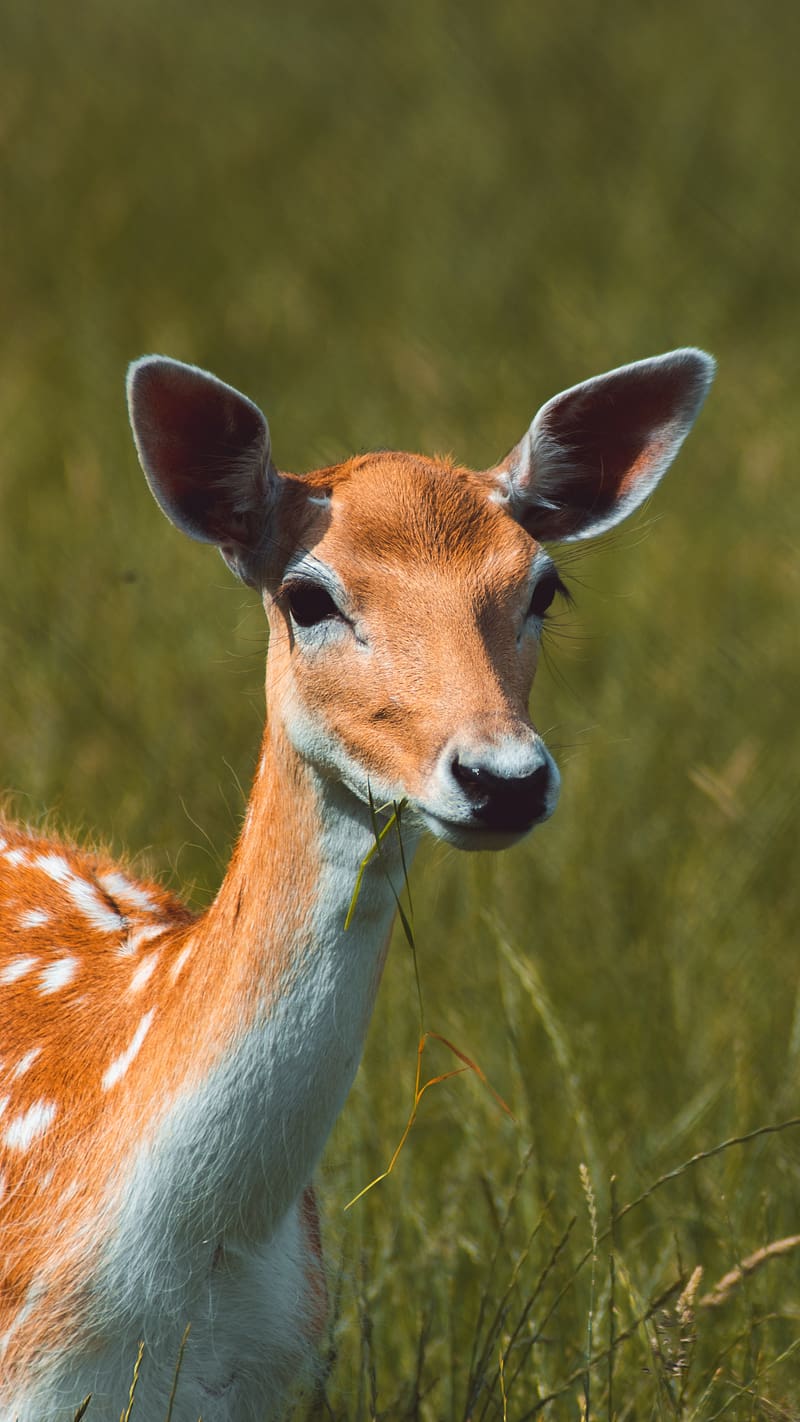 Cute Animals Fawn In The Grass, cute animals, fawn, grass, animal ...