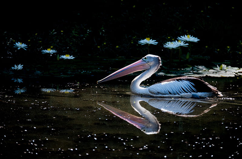 Birds, Pelican, Bird, Flower, Reflection, Wildlife, HD wallpaper