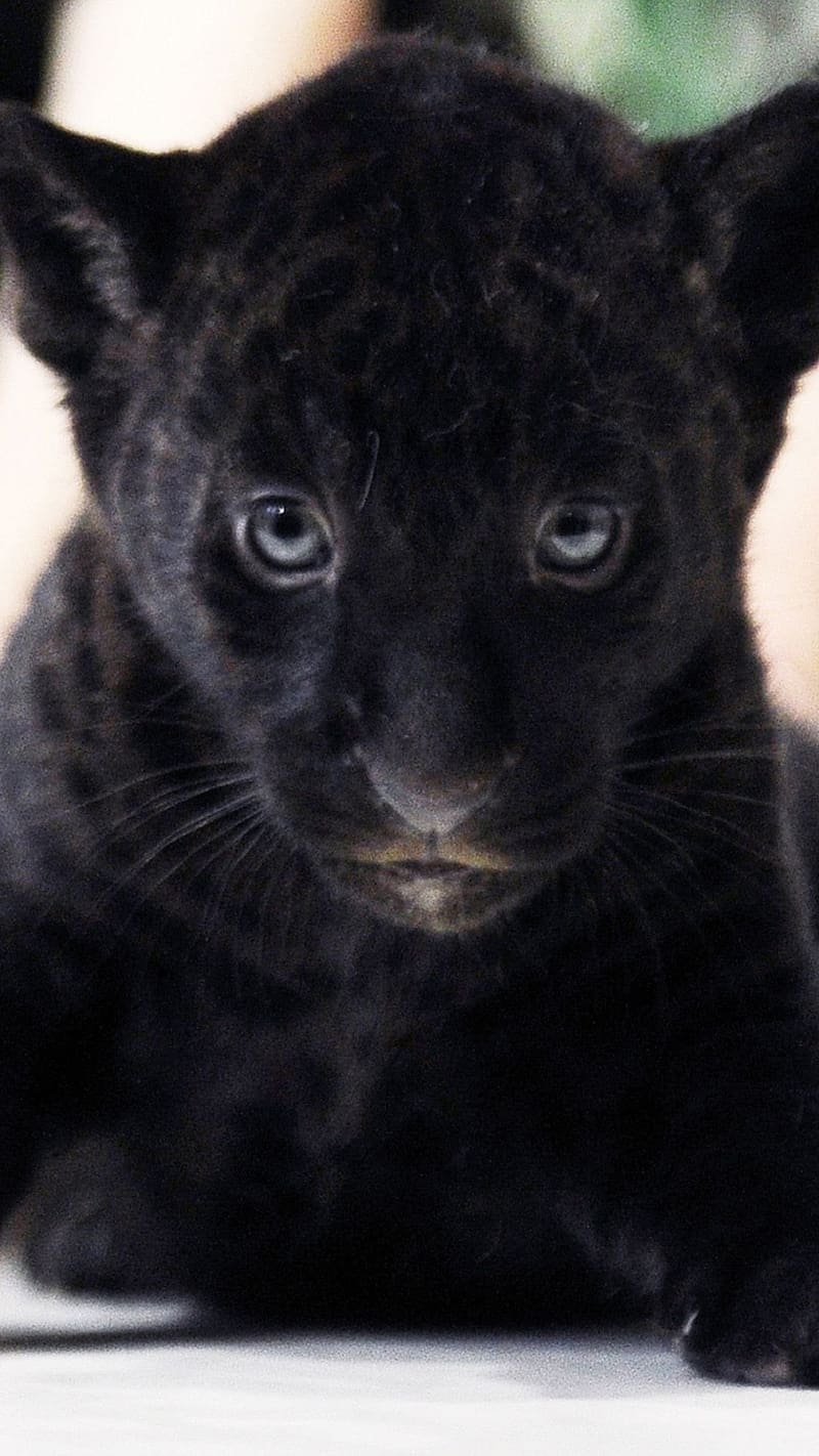 Cute Baby Animals, Baby Panther Stare, panther, cub, animal, wild animal,  HD phone wallpaper | Peakpx