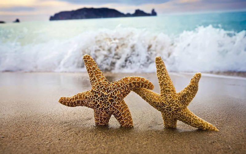 Starfish - Come With Me!, HD wallpaper