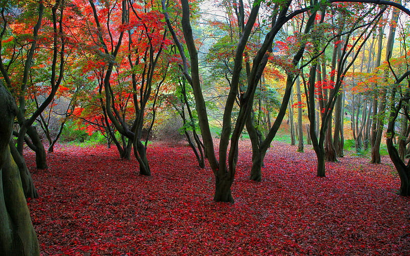 Colorful trees- Autumn Landscape, HD wallpaper