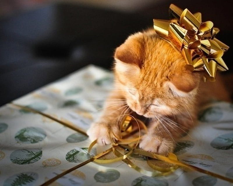 My Christmas gift !, opening, christmas, box, bow, funny, gift, cat, kitten, HD wallpaper