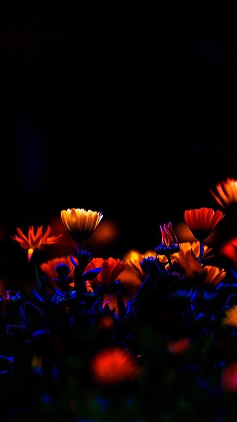 Flores , amoled, daisy, flower, flowers, flowers, night, poppies, HD phone wallpaper