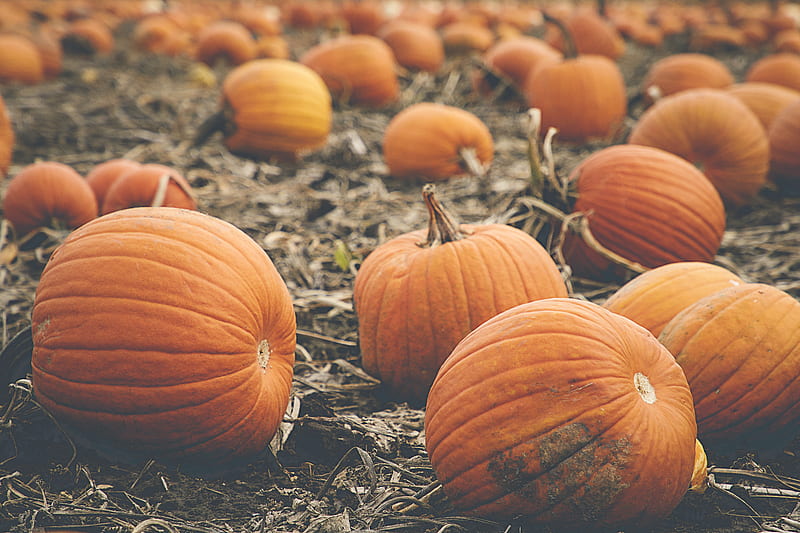 pumpkin, vegetables, orange, autumn, HD wallpaper