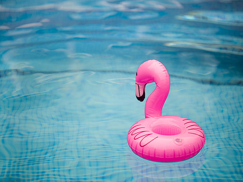 pink inflatable flamingo on water, HD wallpaper