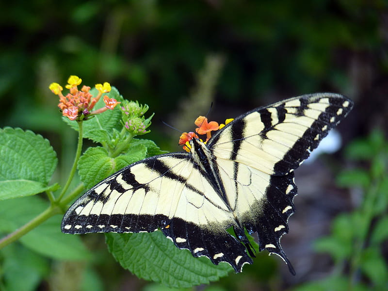 butterfly with broken tail on lantana, moth, wings, butterfly, garden, lantana, monarch, HD wallpaper