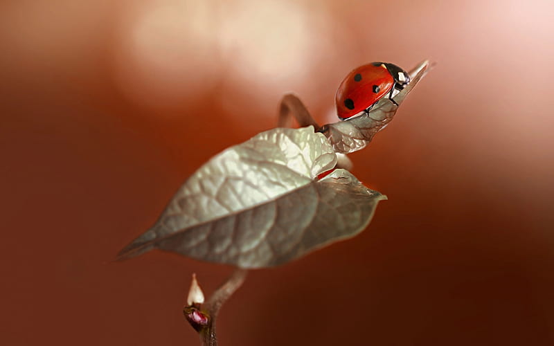 Ladybug, nature, leaf, macro, HD wallpaper