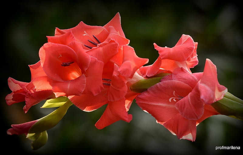 ❤️, Flowers, Gladiolus, Flowering, Red, HD wallpaper