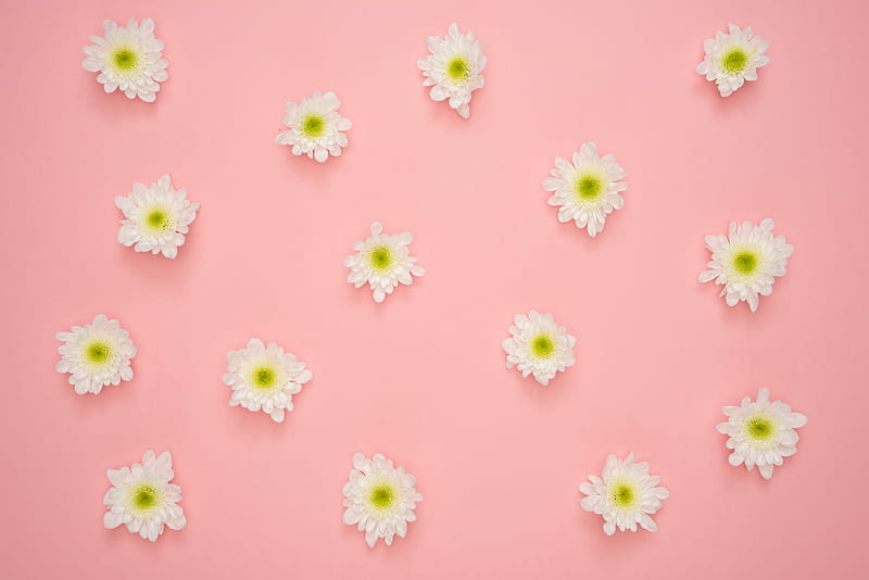 White and Yellow Flower on Pink Wall, HD wallpaper