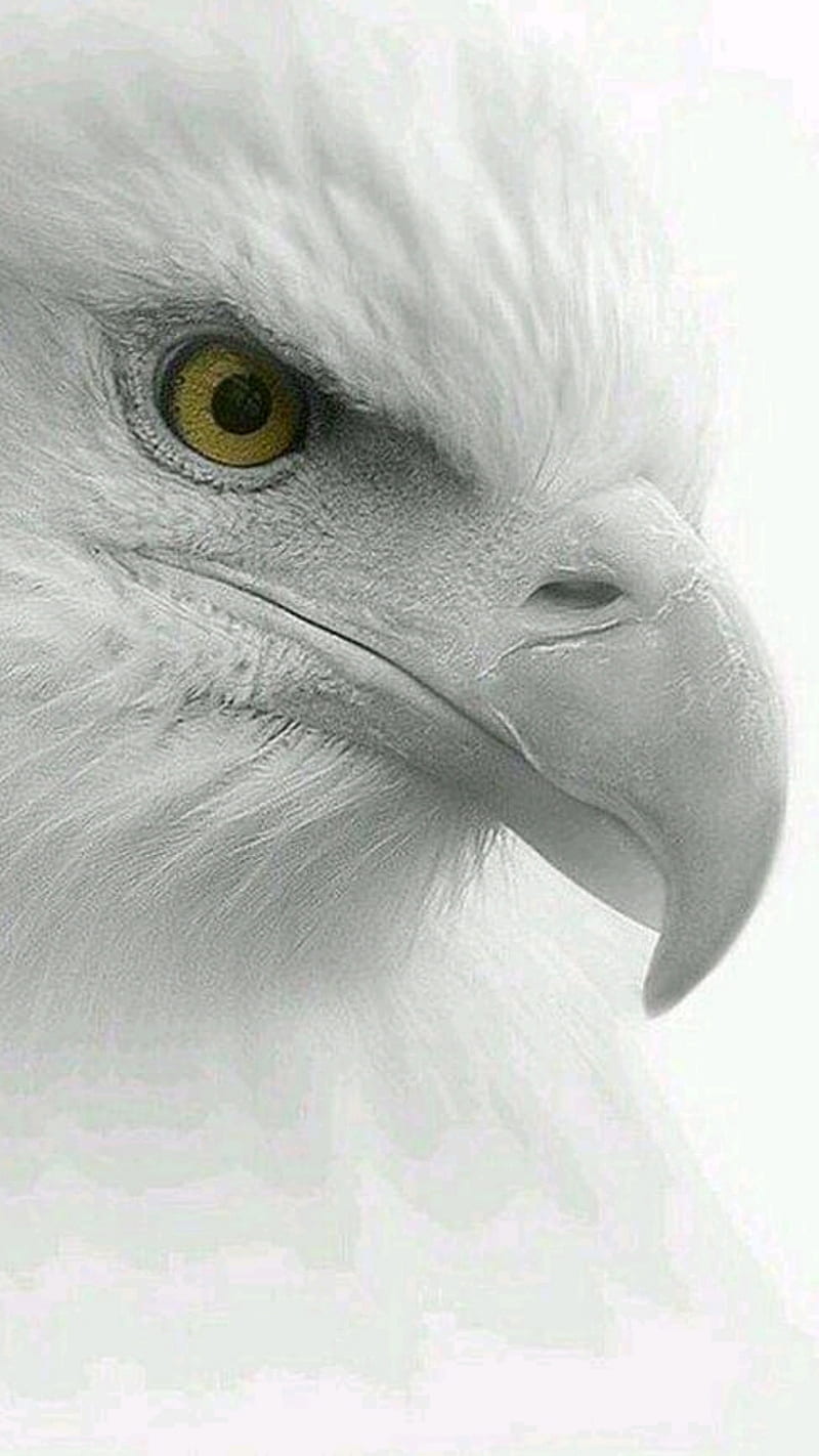 Eagle, awesome, eye, flag, iphone, nature, samsung, white, HD phone wallpaper